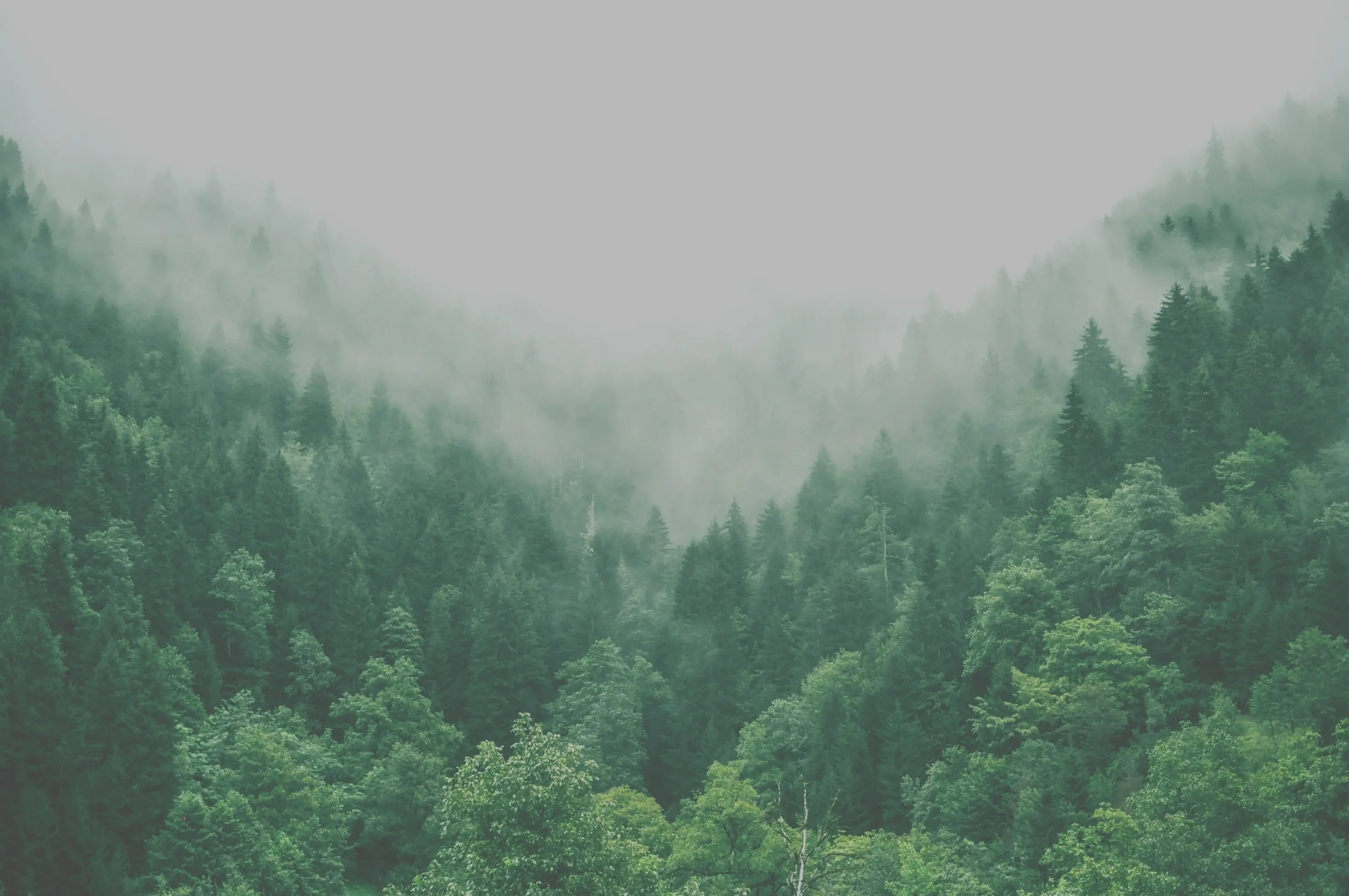 Prompt Forest